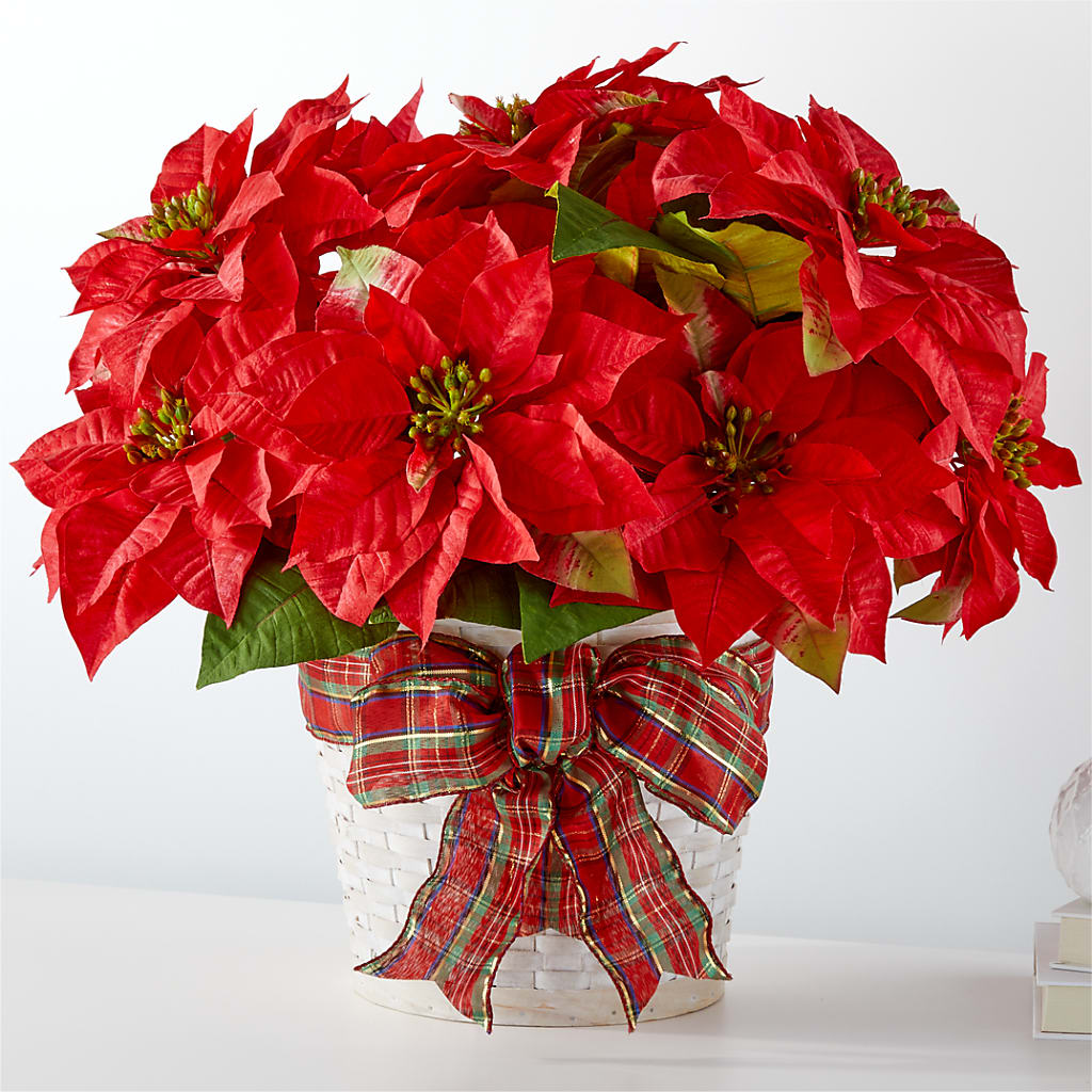 Happiest Holidays Poinsettia – Daily Bloom, San Antonio TX