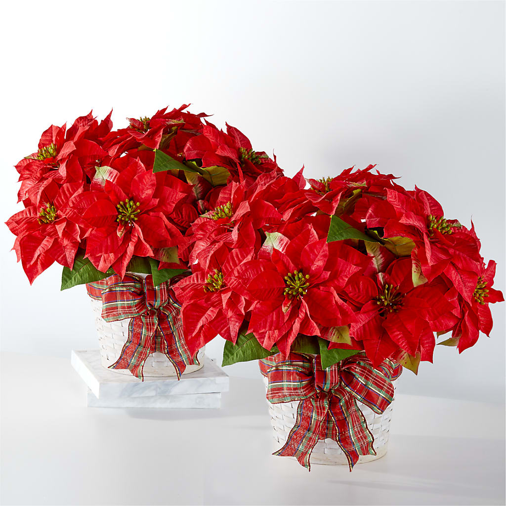 Happiest Holidays Poinsettia Bundle – Daily Bloom, San Antonio TX