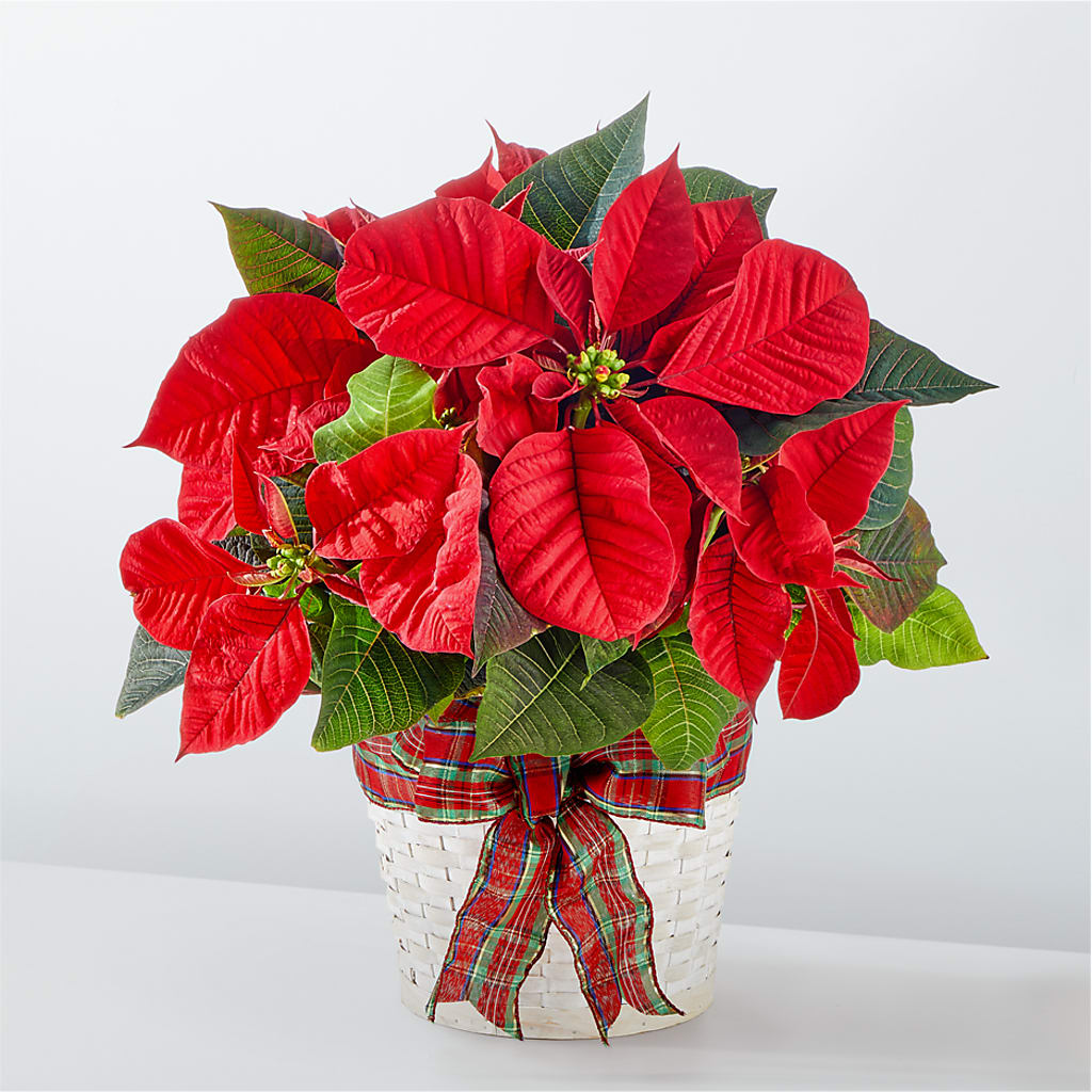 Happiest Holidays Poinsettia – Daily Bloom, San Antonio TX