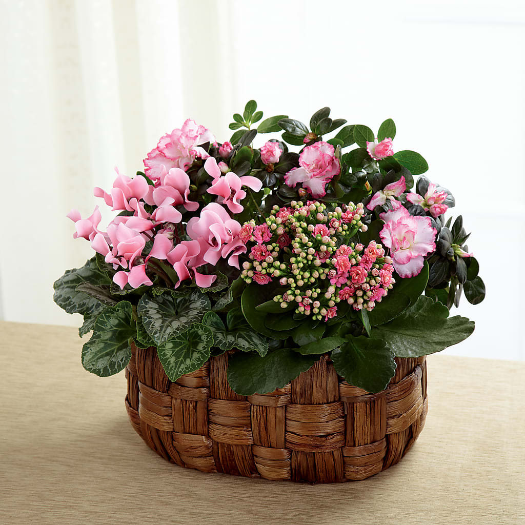 Pink Assortment – Daily Bloom, San Antonio TX