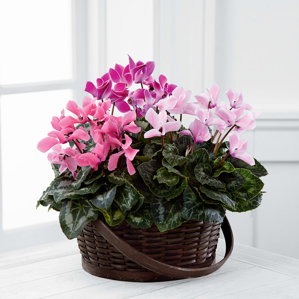 Mixed Cyclamen Planter – Daily Bloom, San Antonio TX