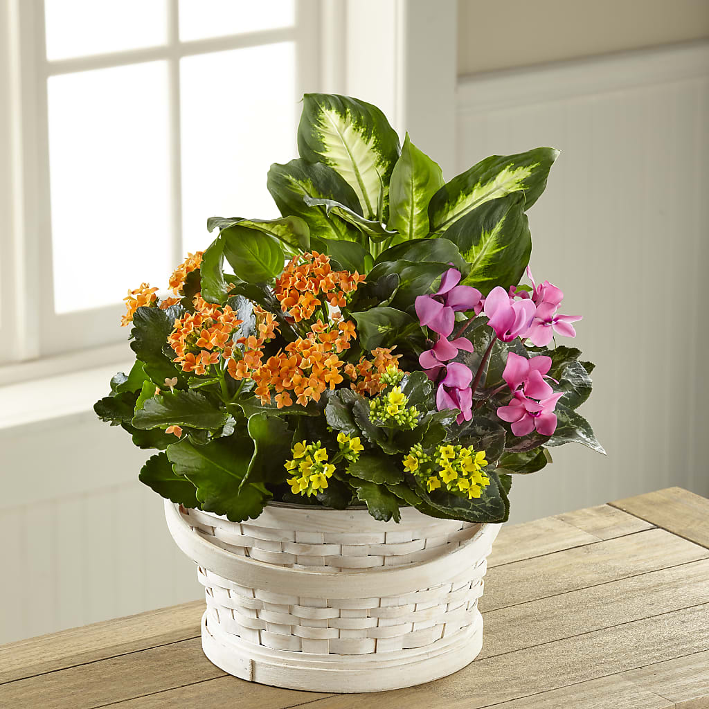 Color Crush Dishgarden – Daily Bloom, San Antonio TX