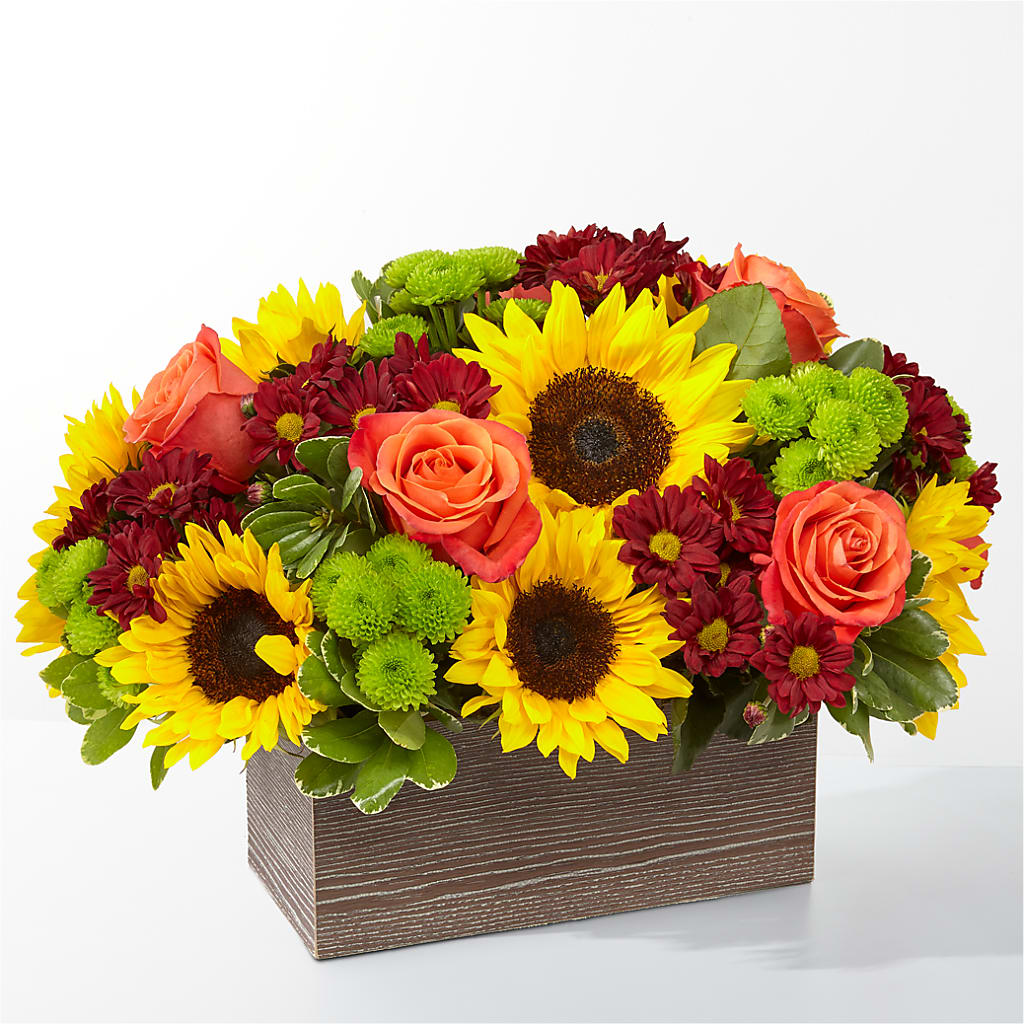 Happy Harvest Garden – Daily Bloom, San Antonio TX