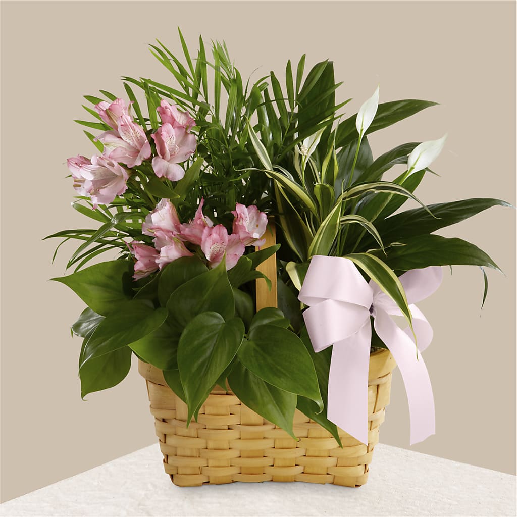 Living Spirit Dishgarden – Daily Bloom, San Antonio TX