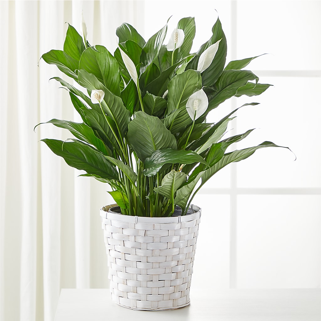 A New Leaf Peace Lily – Daily Bloom, San Antonio TX