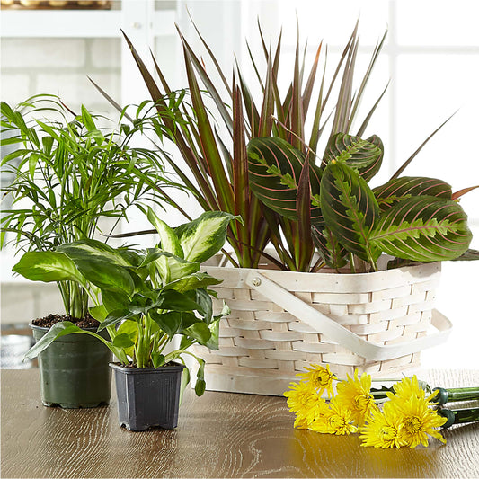 Florist Designed Blooming and Green Plants in a Basket –  Daily Bloom, San Antonio TX