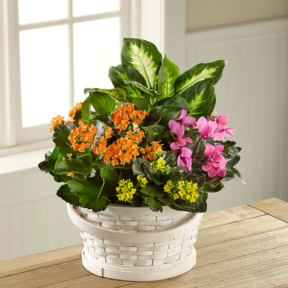 Color Crush Dishgarden –  Daily Bloom, San Antonio TX