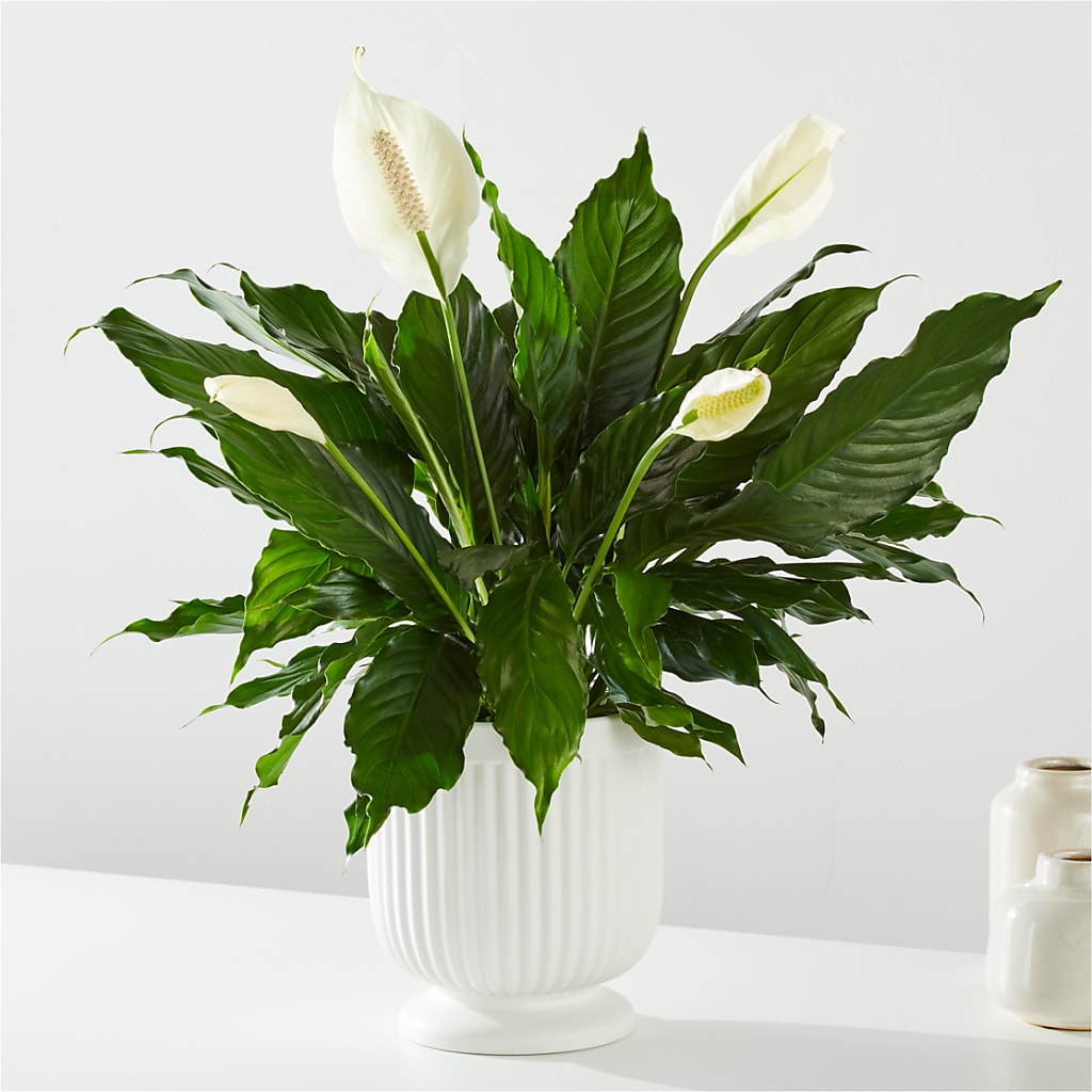 Comfort Planter –  Daily Bloom, San Antonio TX