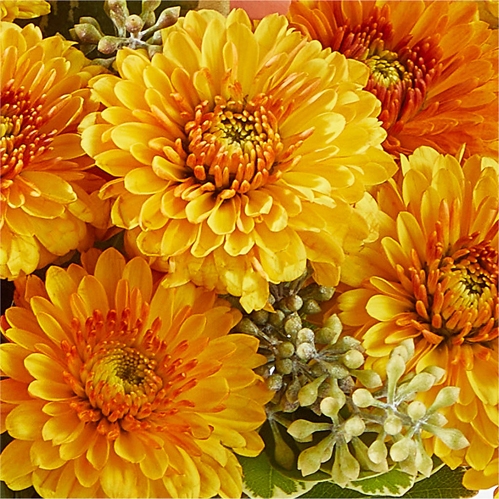 Peachy Pumpkin –  Daily Bloom, San Antonio TX