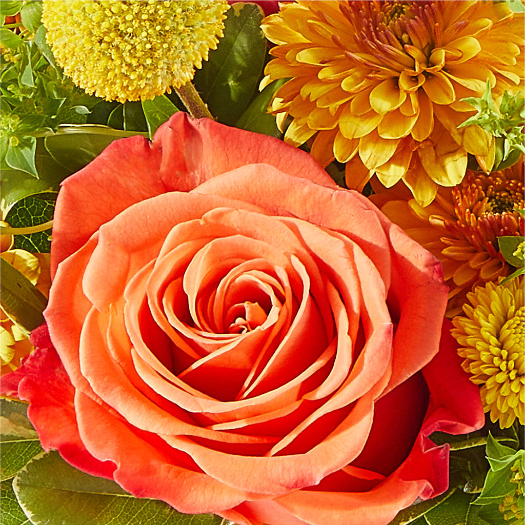 Gourdgeous Pumpkin –  Daily Bloom, San Antonio TX