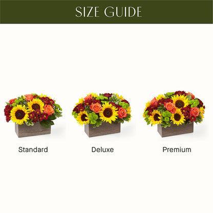 Happy Harvest Garden –  Daily Bloom, San Antonio TX
