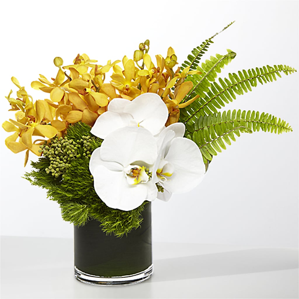 The Tropics –  Daily Bloom, San Antonio TX
