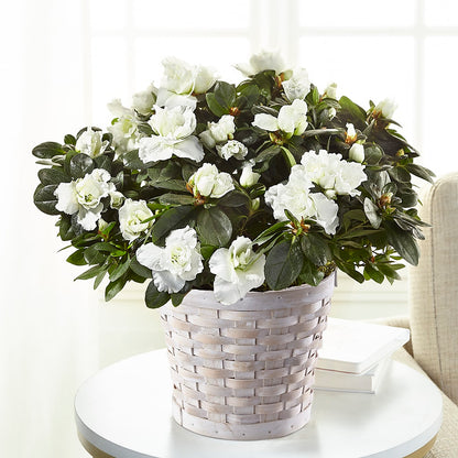 White Azalea Plant –  Daily Bloom, San Antonio TX