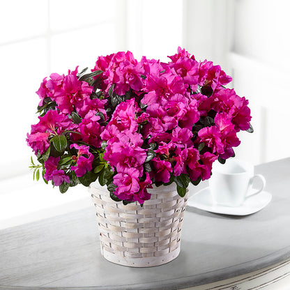 Hope & Serenity Azalea Plant –  Daily Bloom, San Antonio TX