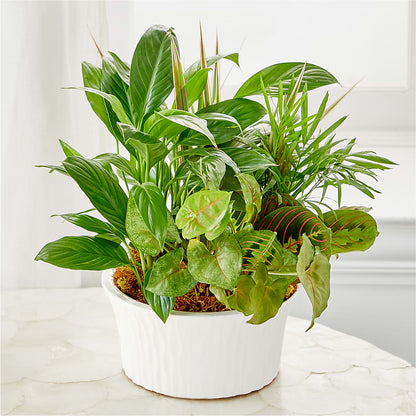 Balance & Harmony Dishgarden –  Daily Bloom, San Antonio TX