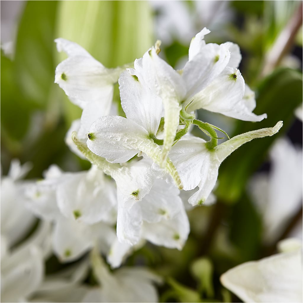 Classic Ivory – A Florist Original –  Daily Bloom, San Antonio TX
