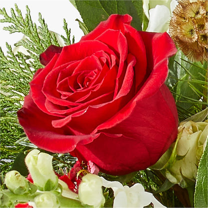 Deck the Halls Bouquet –  Daily Bloom, San Antonio TX