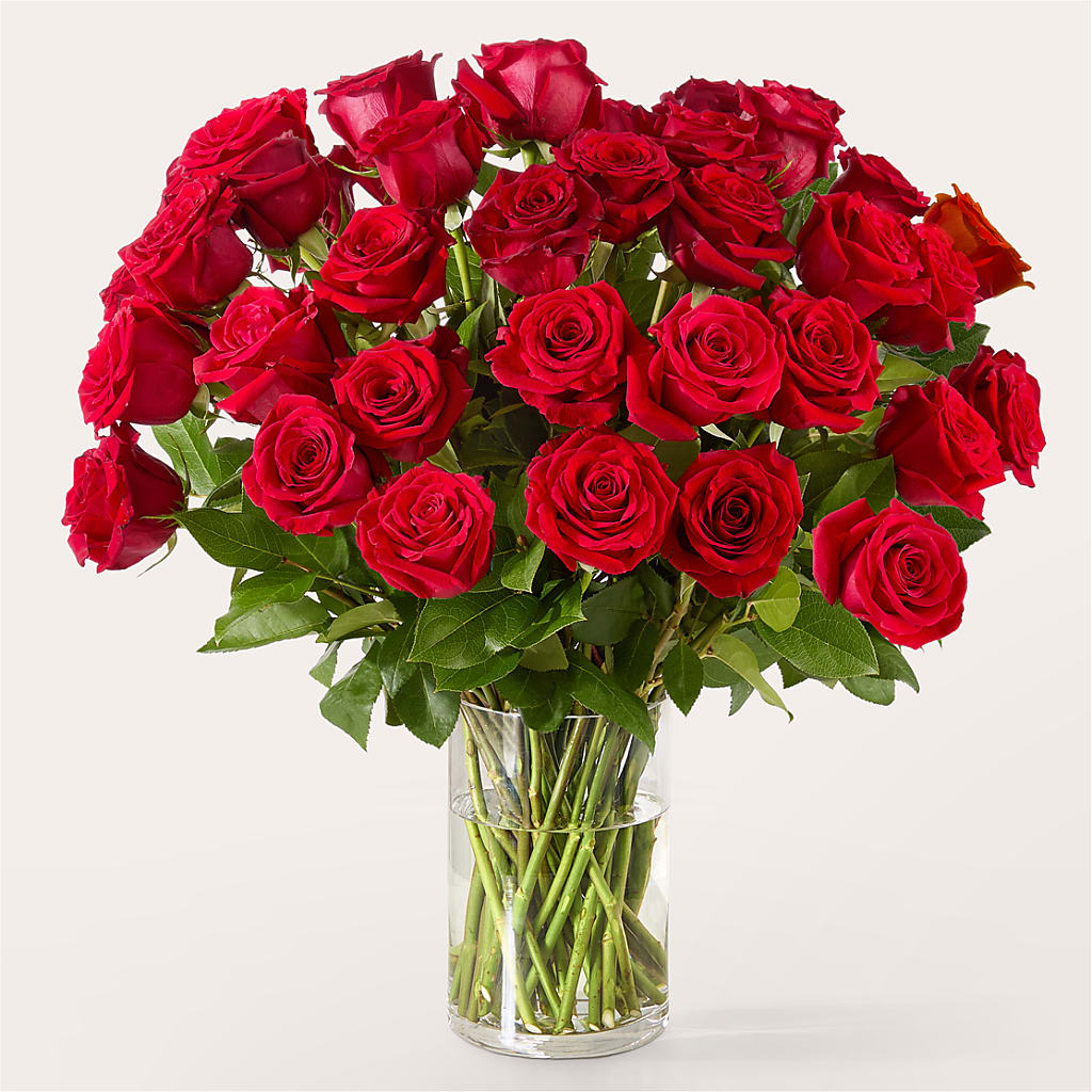The One Red Rose Bouquet –  Daily Bloom, San Antonio TX