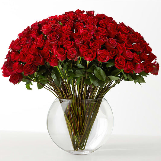 The Idealist –  Daily Bloom, San Antonio TX